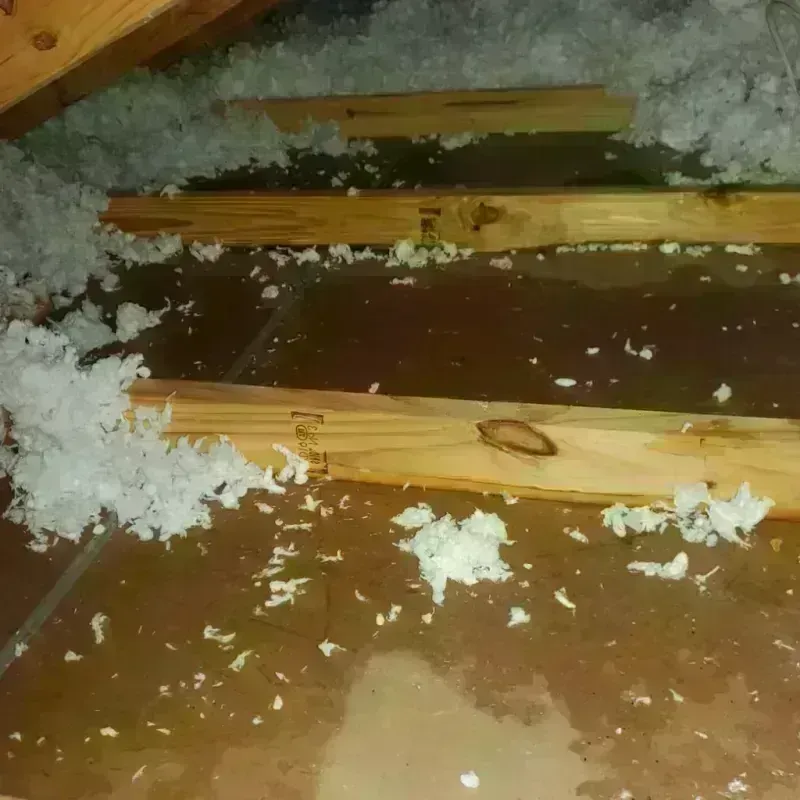 Attic Water Damage in Webster, TX