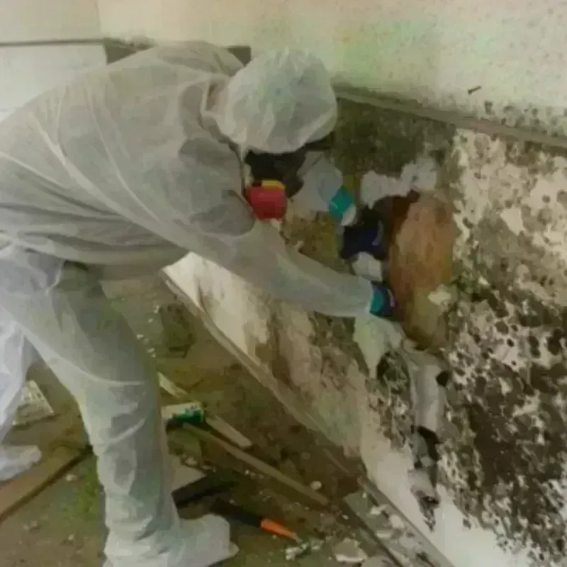 Mold Remediation and Removal in Webster, TX